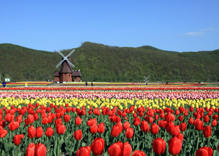Cánh đồng hoa tulip Kamiyubetsu