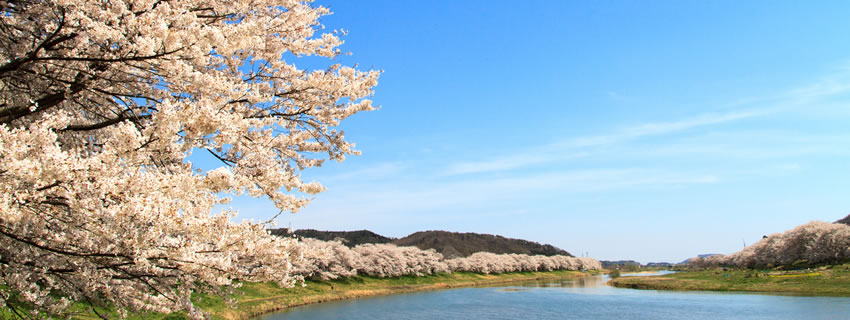 Một ánh mắt 1000 hoa Sakura