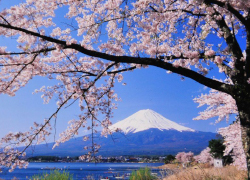 Hoa anh đào và núi Phú Sĩ