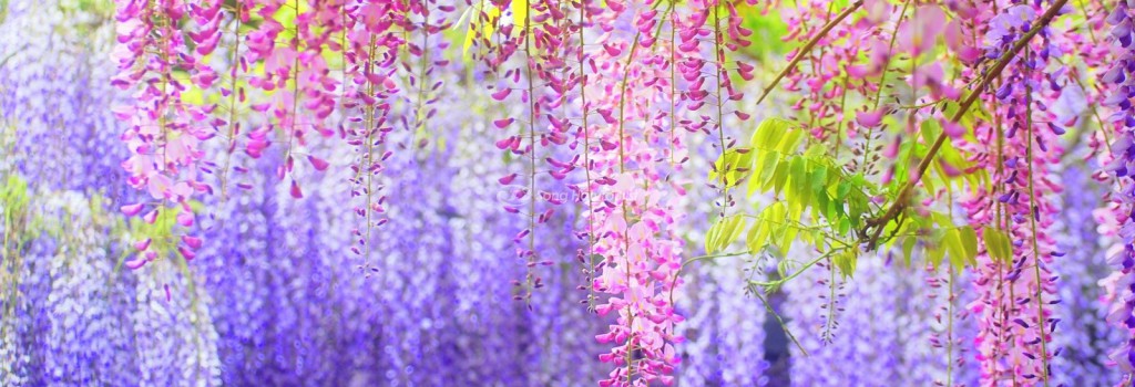 Nhật Bản tháng 5 - Đẹp mê mải mùa hoa tử đằng