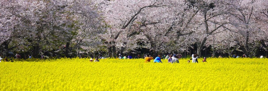 Những địa điểm ngắm hoa anh đào tuyệt đẹp ở khu vực Kyushu