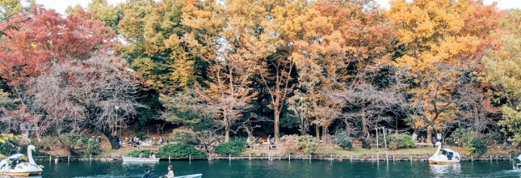 Top 10 Địa Điểm Ngắm Lá Đỏ Ở Tokyo