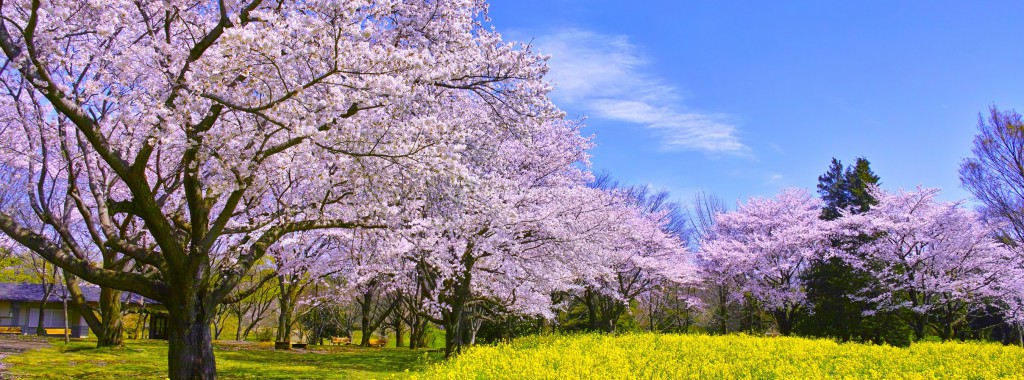 Du lịch Nhật Bản - Rực rỡ sắc hoa anh đào, cải dầu mùa xuân