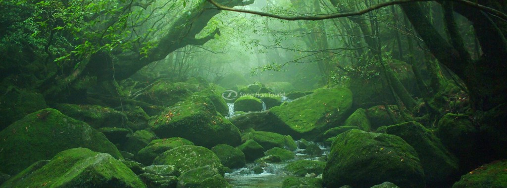 Đảo Yakushima - Tiên Cảnh Tại Vùng Đất Kagoshima Nhật Bản