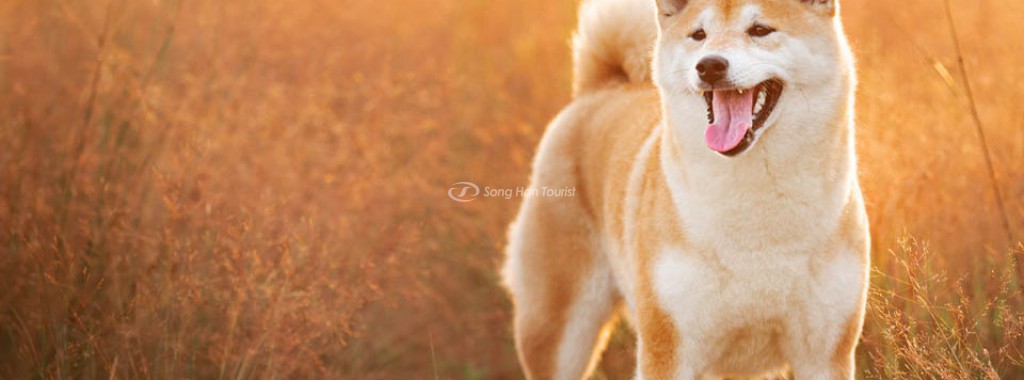 9 điều có thể bạn chưa biết về giống chó Shiba thuần chủng Nhật Bản