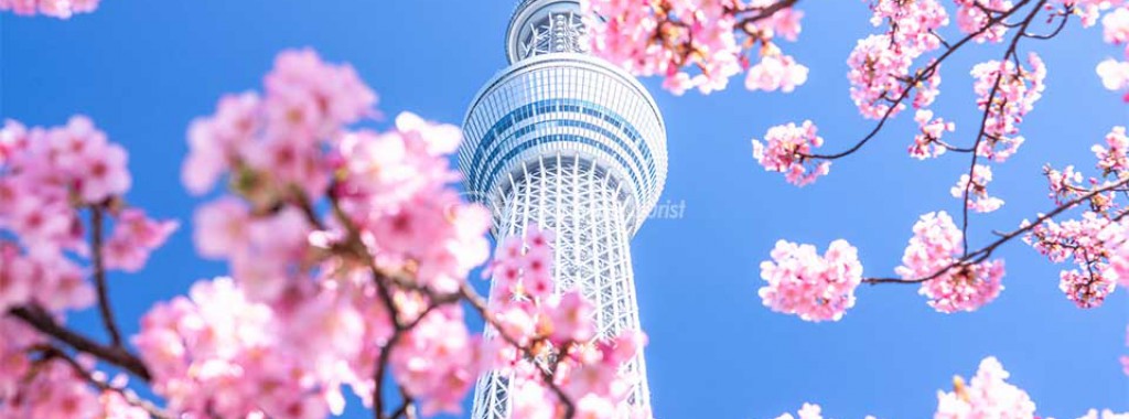 Hoa anh đào và tháp Tokyo Skytree