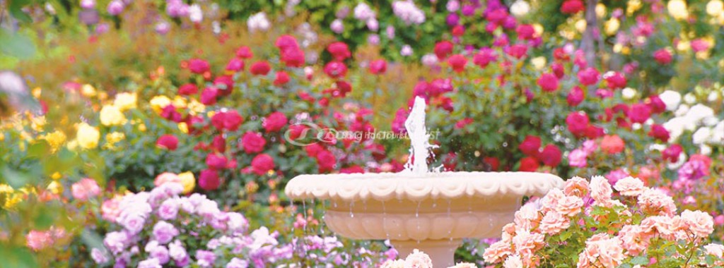 Lạc vào khu vườn hoa hồng Keisei cổ tích ở Chiba, Nhật Bản