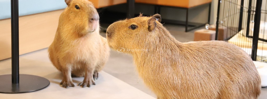 Độc lạ Nhật Bản: Quán cà phê với hai “nhân viên” chuột lang nước Capybara