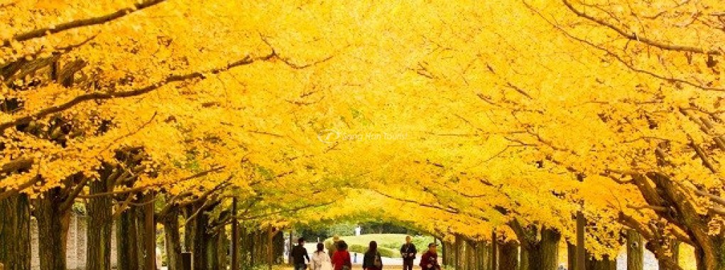 Rẻ quạt- rực rỡ sắc vàng mùa thu Nhật Bản.