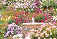 Lạc vào khu vườn hoa hồng Keisei cổ tích ở Chiba, Nhật Bản