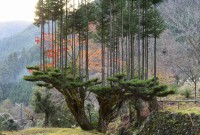 Daisugi - Kỹ thuật lâm nghiệp cổ giúp Nhật Bản sản xuất gỗ mà không cần chặt cây