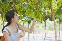 Hái trái cây tại Nhật Bản: Trái gì? Khi nào? Ở đâu?