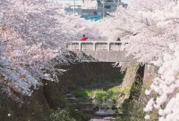 10 địa điểm ngắm hoa anh đào ở Nagoya