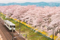 5 chuyến tàu hoa anh đào Nhật Bản