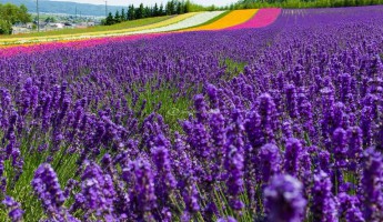 Cánh đồng hoa oải hương ở Hokkaido
