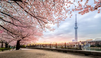 5 điều nhất định làm ở Tokyo khi mùa xuân đến