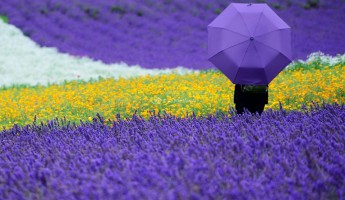 Đến Hokkaido khám phá mùa hoa Lavender