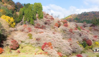 Shikizakura - hoa anh đào nở giữa mùa thu Nhật Bản