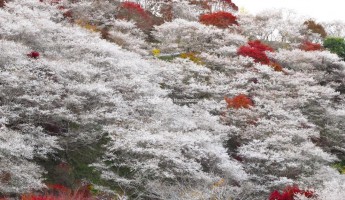 Du lịch Nhật - Thưởng ngoạn hoa anh đào mùa đông