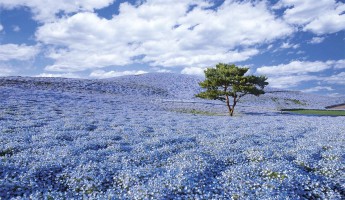 Nhật Bản Tháng 4 - Có Một Mùa Hoa Nemophila Xanh Biếc
