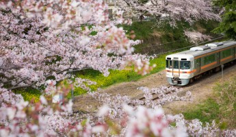 Khám Phá 5 Điểm Đến Tuyệt Vời Ở Kanagawa Vào Mùa Xuân