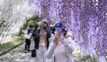 Du Lịch Hè Nhật Bản Ngắm Hoa Tử Đằng Tháng 4