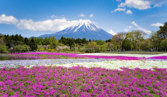 Điểm Danh 3 Loài Hoa Tháng 6 Đẹp Nhất Nhật Bản