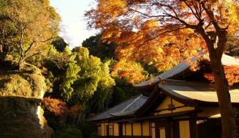 [Hết Dịch Đi Đâu?] Top 5 Địa Điểm Độc Đáo Ít Người Biết Ở Kamakura