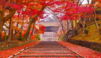 Top 7 Ngôi Chùa Có Cảnh Lá Đỏ Kyoto Tuyệt Đẹp