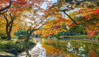 10 Cách Tuyệt Vời Để Trải Nghiệm Mùa Thu Tokyo