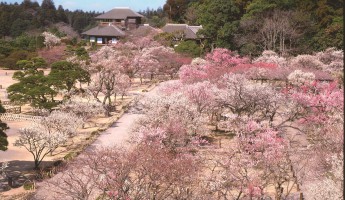 Ibaraki Rực Rỡ Những Mùa Hoa