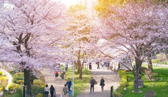 Lịch Nở Hoa Anh Đào Nhật Bản 2021: Hoa Anh Đào Dự Kiến Sẽ Nở Sớm Hơn Ở Tokyo
