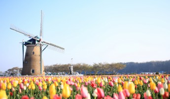 Lễ Hội Hoa Tulip Lớn Nhất Kanto Sẽ Trở Lại Vào Năm Nay!