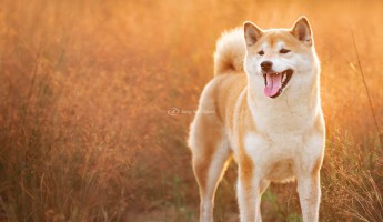 9 điều có thể bạn chưa biết về giống chó Shiba thuần chủng Nhật Bản