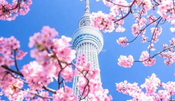 Hoa anh đào và tháp Tokyo Skytree