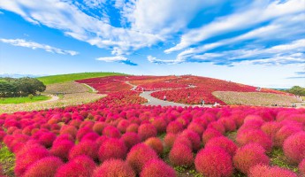 Cánh đồng cỏ kochia rực đỏ ở công viên Hitachi Seaside