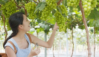 Hái trái cây tại Nhật Bản: Trái gì? Khi nào? Ở đâu?