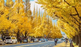 Meiji-jingu Gaien: Ngắm mùa thu lá vàng tuyệt đẹp ngay tại Tokyo