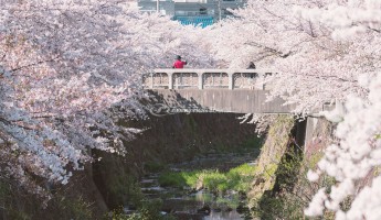 10 địa điểm ngắm hoa anh đào ở Nagoya