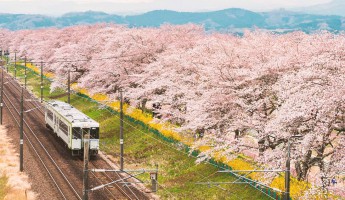 5 chuyến tàu hoa anh đào Nhật Bản