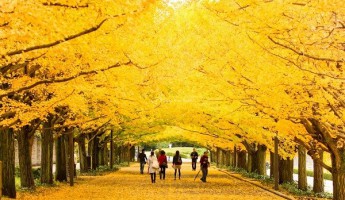 Rẻ quạt- rực rỡ sắc vàng mùa thu Nhật Bản.