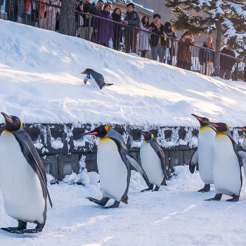 Độc lạ: Xem chim cánh cụt tập thể dục vào mùa đông ở Nhật Bản