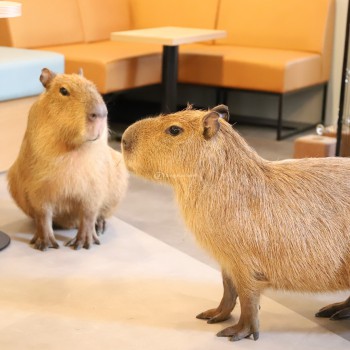 Độc lạ Nhật Bản: Quán cà phê với hai “nhân viên” chuột lang nước Capybara