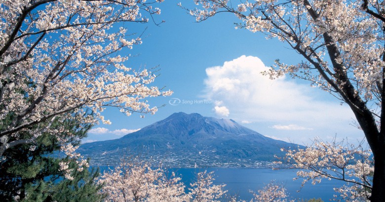 Hoa anh đào Sakurajima
