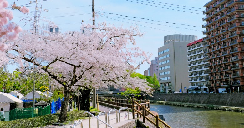 Hoa anh đào bờ sông Kotsuki