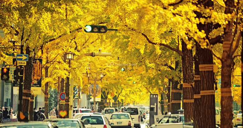 Đại lộ Midosuji Avenue