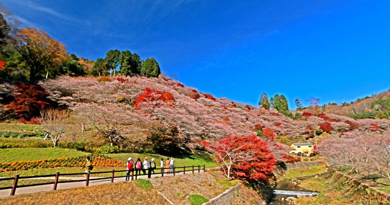 Làng Obara Shibazakura