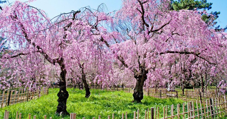 Hoa anh đào ở cố cung Kyoto