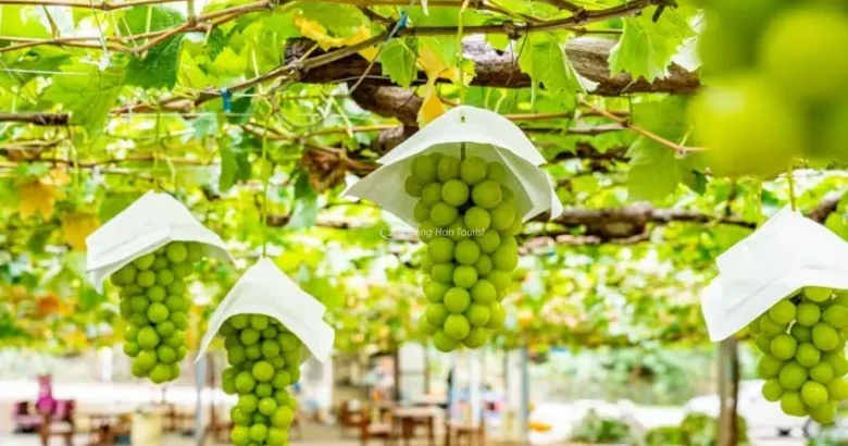 Hái nho tại vườn