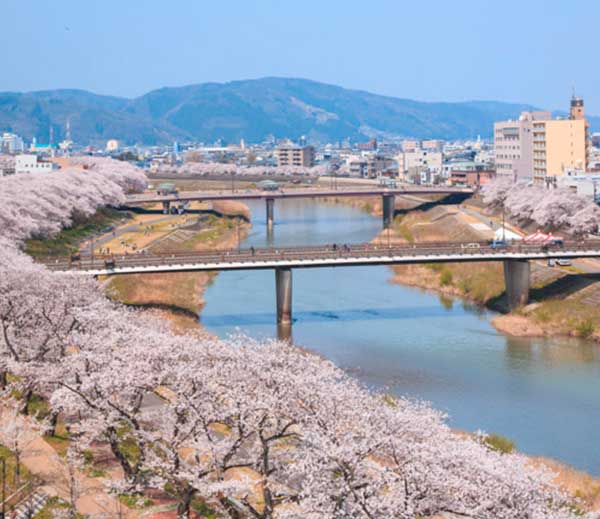 Con đường hoa anh đào dọc bờ sông Asuwa thành phố Fukui